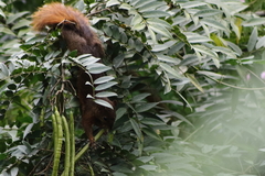 Sciurus granatensis