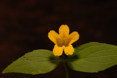 Erythranthe dentata