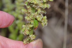 Amaranthus greggii