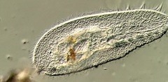 Peritromus tetramacronucleatus