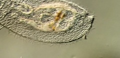 Peritromus tetramacronucleatus