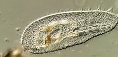 Peritromus tetramacronucleatus