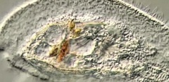 Peritromus tetramacronucleatus