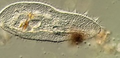 Peritromus tetramacronucleatus