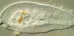 Peritromus tetramacronucleatus
