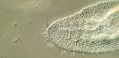 Peritromus tetramacronucleatus
