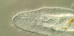 Peritromus tetramacronucleatus