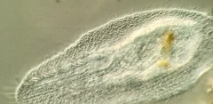 Peritromus tetramacronucleatus