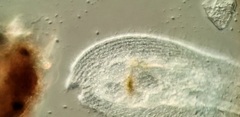 Peritromus tetramacronucleatus