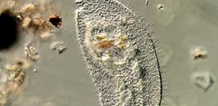 Peritromus tetramacronucleatus