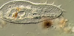 Peritromus tetramacronucleatus
