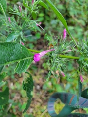 Ruellia inundata