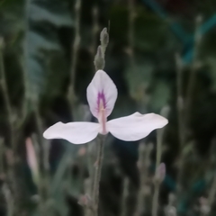 Carlowrightia arizonica