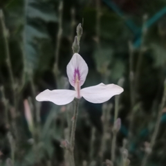 Carlowrightia arizonica
