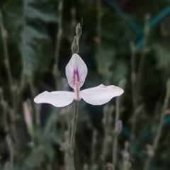 Carlowrightia arizonica