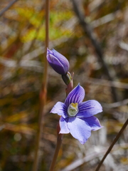 Thelymitra cyanea