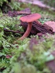 Lactarius eucalypti