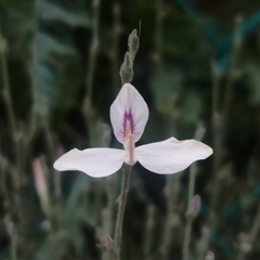 Carlowrightia arizonica