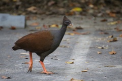 Megapodius reinwardt