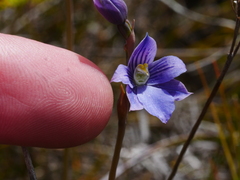 Thelymitra cyanea