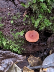Lactarius eucalypti