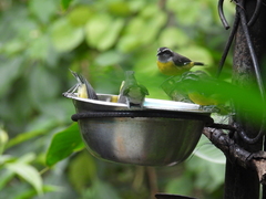 Coereba flaveola