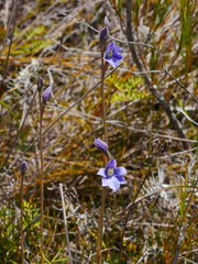 Thelymitra cyanea