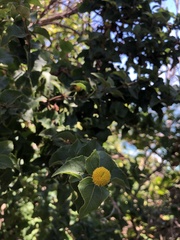 Podanthus ovatifolius