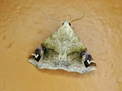 Eublemma apicimacula