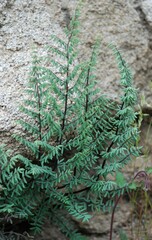 Pellaea mucronata mucronata