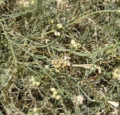 Funastrum hirtellum