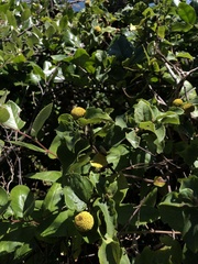 Podanthus ovatifolius