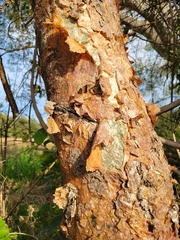 Bursera simaruba