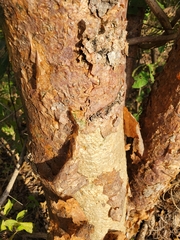 Bursera simaruba