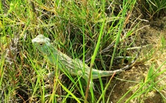 Agama hispida hispida