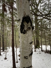 Betula papyrifera