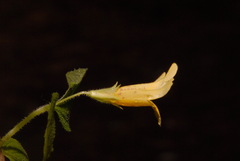 Erythranthe dentata