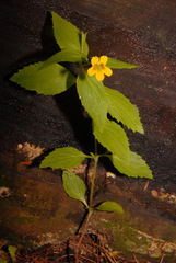 Erythranthe dentata