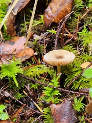 Lepiota atrodisca