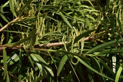 Podocarpus salignus