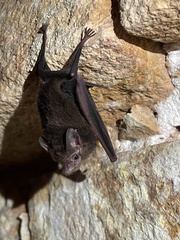 Peropteryx macrotis