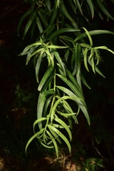 Podocarpus salignus