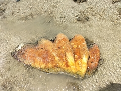 Tridacna gigas
