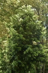 Podocarpus salignus