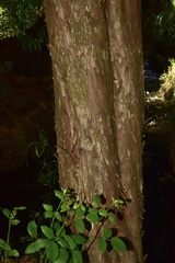 Podocarpus salignus