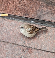 Passer domesticus