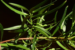 Podocarpus salignus