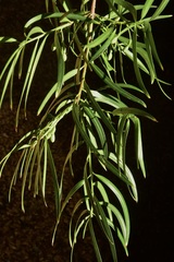 Podocarpus salignus