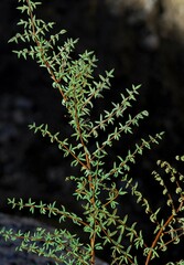 Pellaea mucronata mucronata