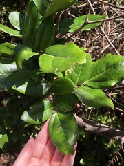 Lardizabala biternata